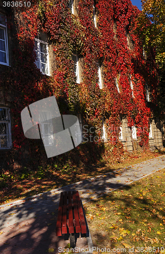 Image of red ivy on a building  