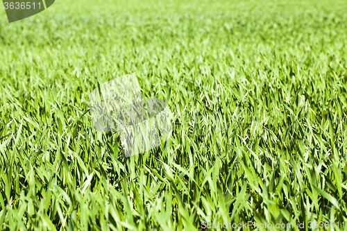 Image of young wheat sprouts 