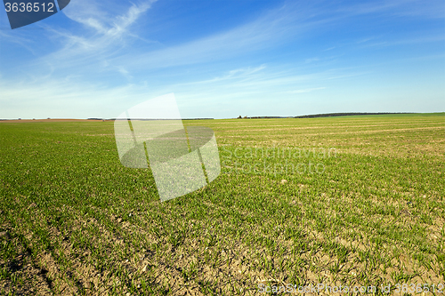 Image of young wheat sprouts 