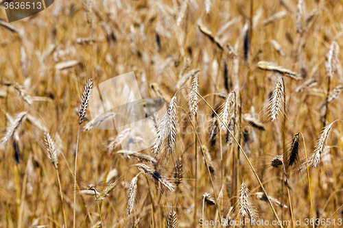 Image of ripened cereals . close up