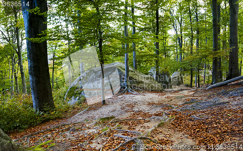 Image of autumn beech forest  
