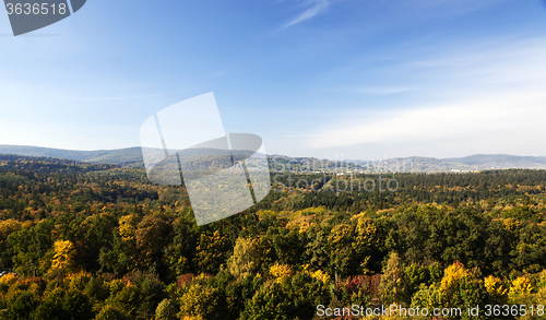 Image of   forest in autumn  