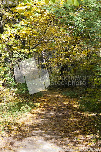 Image of the autumn wood  