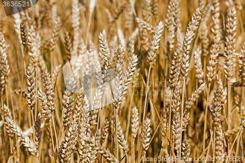 Image of ripened cereals . close up