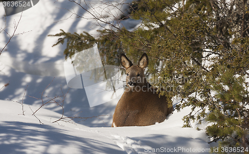 Image of roe deer