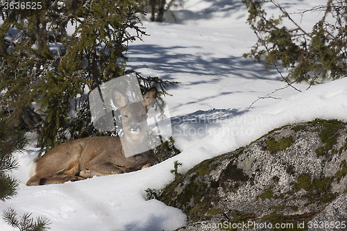 Image of roe deer in snow