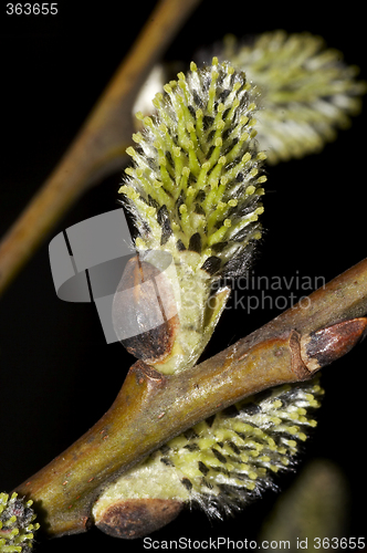 Image of flowering willow