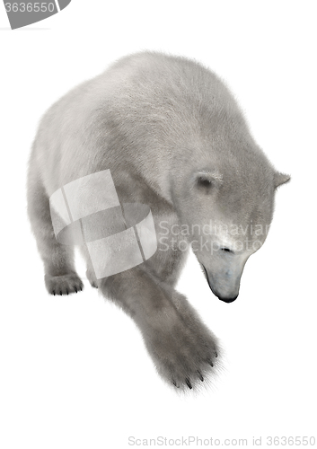 Image of Polar Bear on White