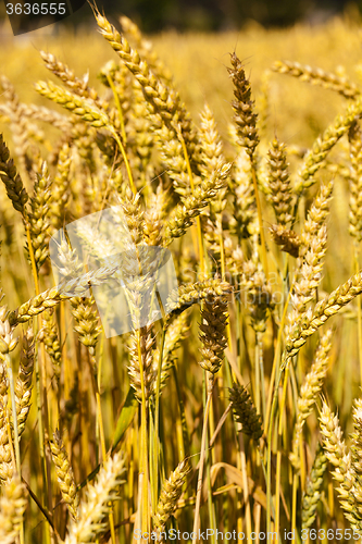 Image of ripened cereals . close up