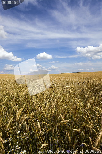 Image of unripe cereals . field 