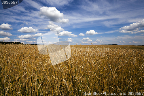 Image of wheat field  . wheat.