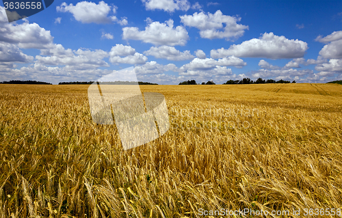 Image of wheat field . wheat.