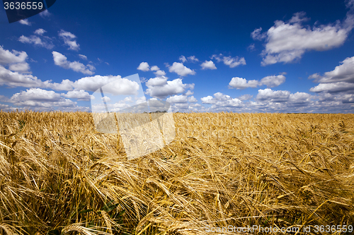 Image of wheat field . wheat.