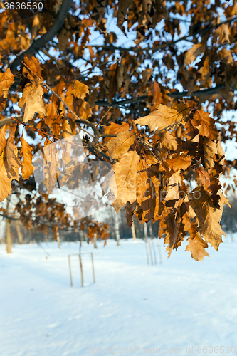 Image of yellow dry leaves  