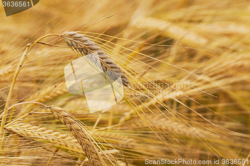 Image of ripened cereals . wheat.