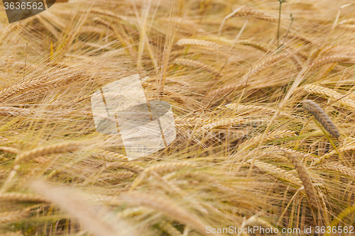 Image of ripened cereals . close up