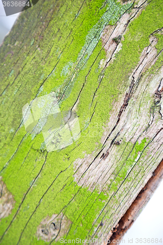 Image of in england london  and abstract wood texture