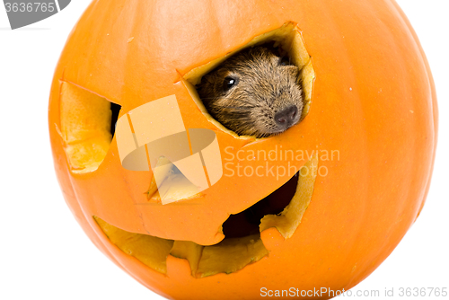 Image of Halloween pumpkin with rat inside isolated on white