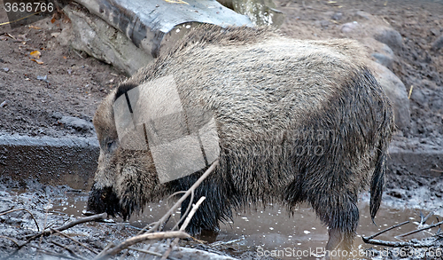 Image of wild boar