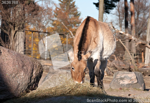 Image of Przewalski horse