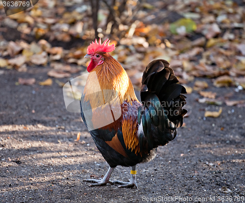 Image of colorful rooster