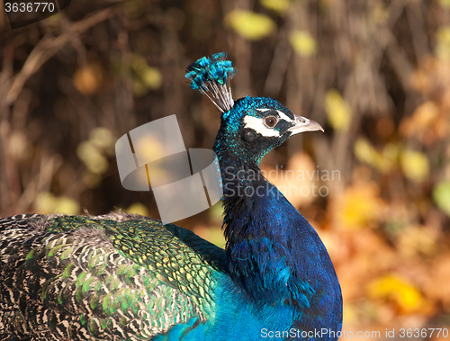 Image of peafowl