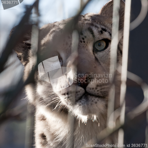 Image of snow leopard