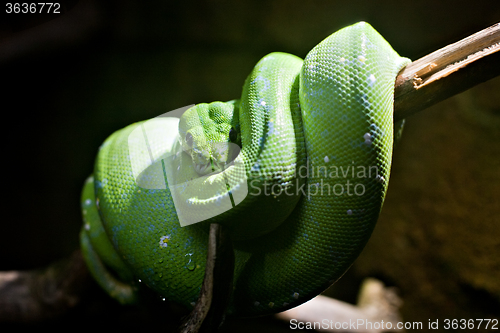 Image of green snake