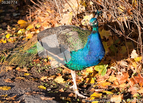 Image of peafowl