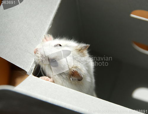 Image of In the box