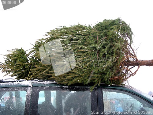 Image of Huge Christmas tree