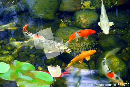 Image of Koi pond