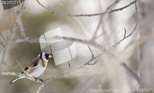 Image of gold finch