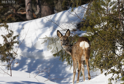 Image of deer in snow