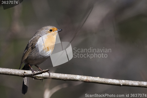 Image of european robin