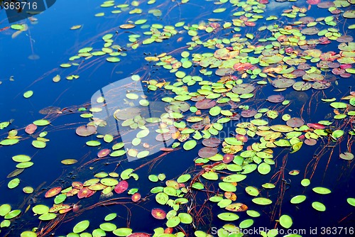 Image of Lily pads