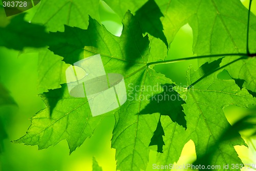 Image of Green maple leaves macro