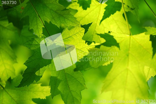 Image of Green maple leaves