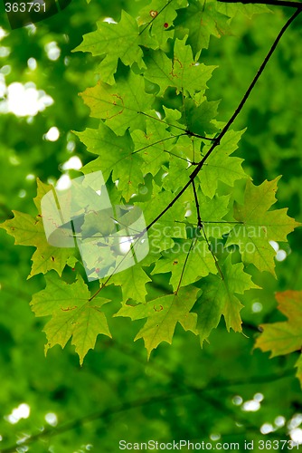 Image of Maple leaves green
