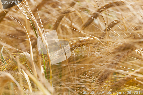 Image of ripened cereals . close up