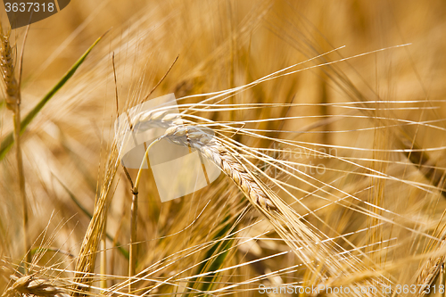 Image of ripened cereals . close up