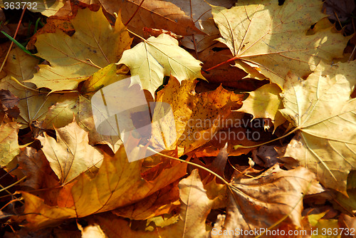 Image of Autumn leaves