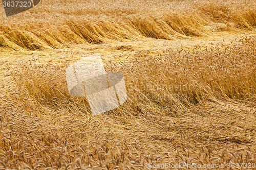 Image of broken wind wheat  