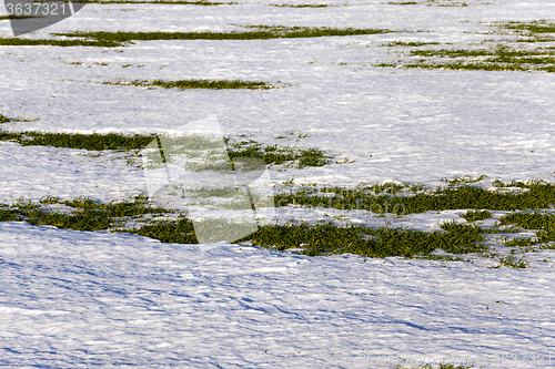 Image of sprouts of winter wheat  