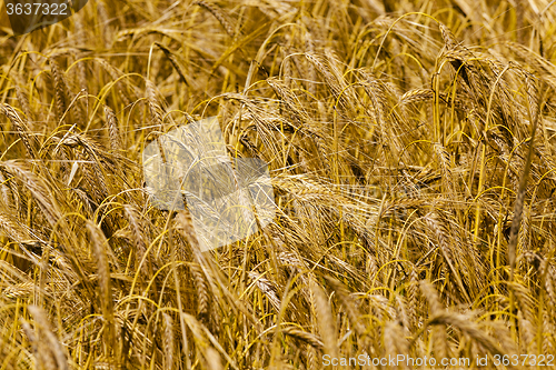 Image of ripened cereals . close up