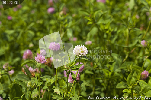 Image of flowering clover . Close-up.