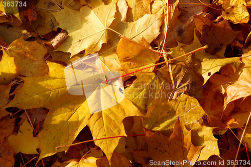 Image of Autumn leaves