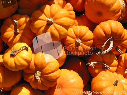 Image of Mini pumkins