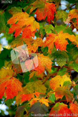 Image of Maple leaves