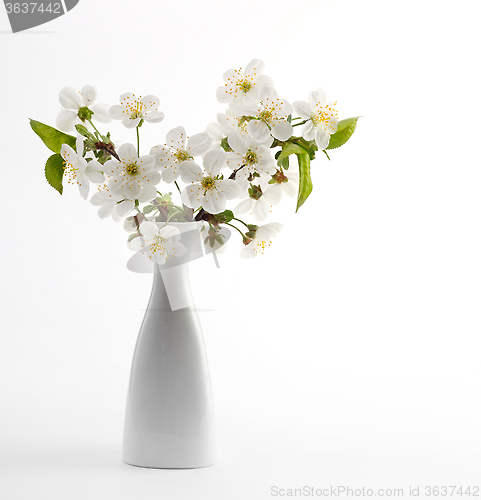 Image of cherry twig in bloom in vase